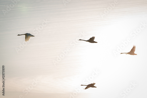 Flying swans in morning light tone.