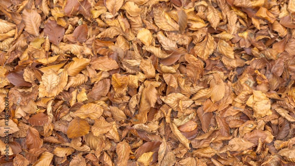 Texture or background - forest soil with brown leaves.