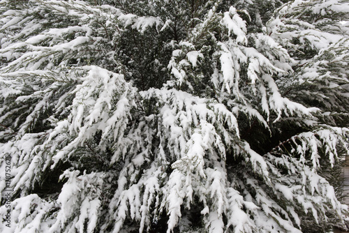 branch under heavy snow