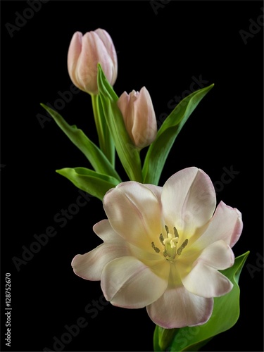 Fototapeta Naklejka Na Ścianę i Meble -  Tulips On Black
