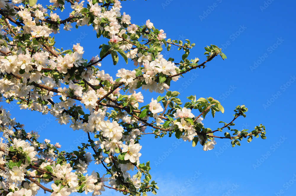 Obraz premium Apple blossoms over blue sky background. Spring background.
