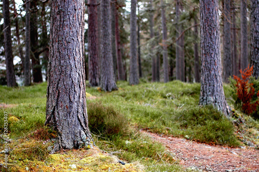 Scot's Pine forest- peering through the young trunks Scot's Pine forest- peering through the young trunks