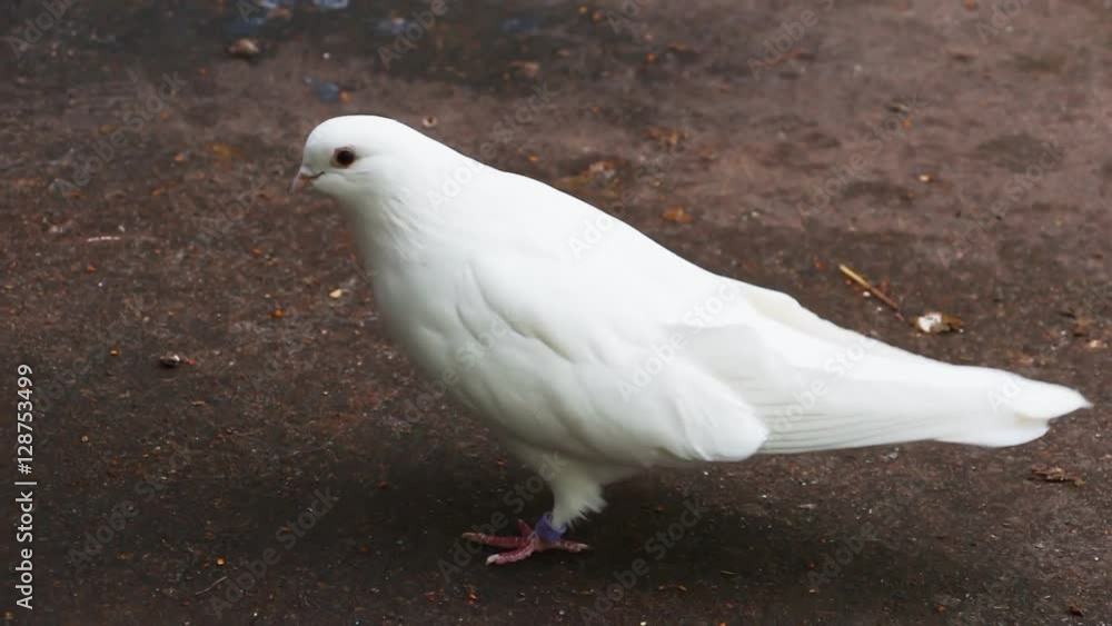 Beautiful white pigeon going in front of the camera close-up 6 Beautiful white pigeon going in front of the camera close-up 6