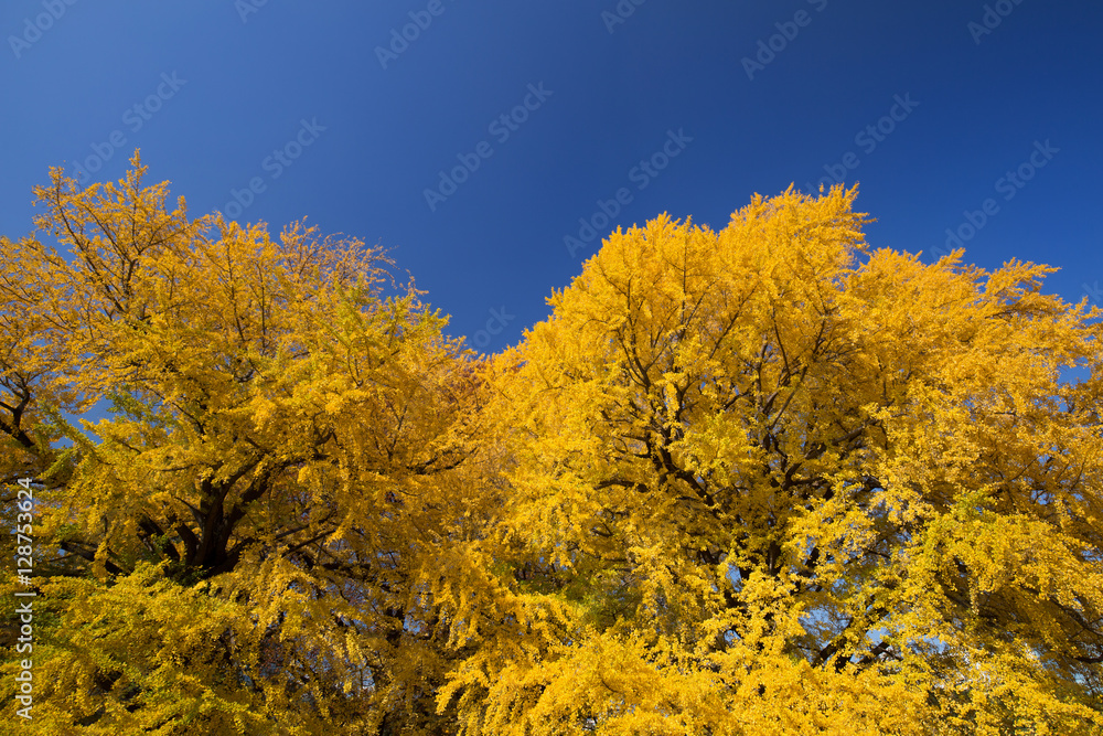 Fototapeta premium 黄葉したイチョウ