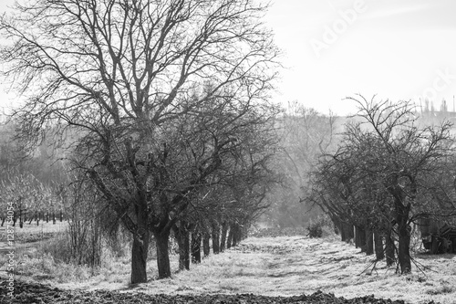 Kahle Obstbäume im Winter
