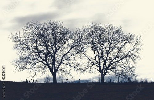 Bäume im Spätherbst in der Dämmerung