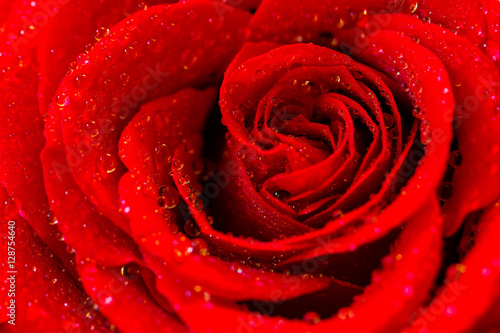 Rose with dew drops