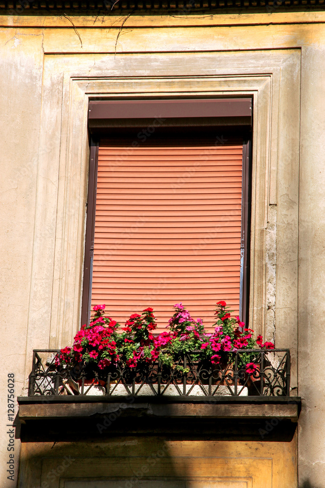 Flowers and window with shutter at home