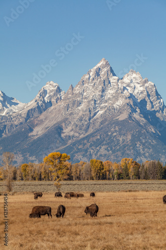Bison and The Tetons in Fall