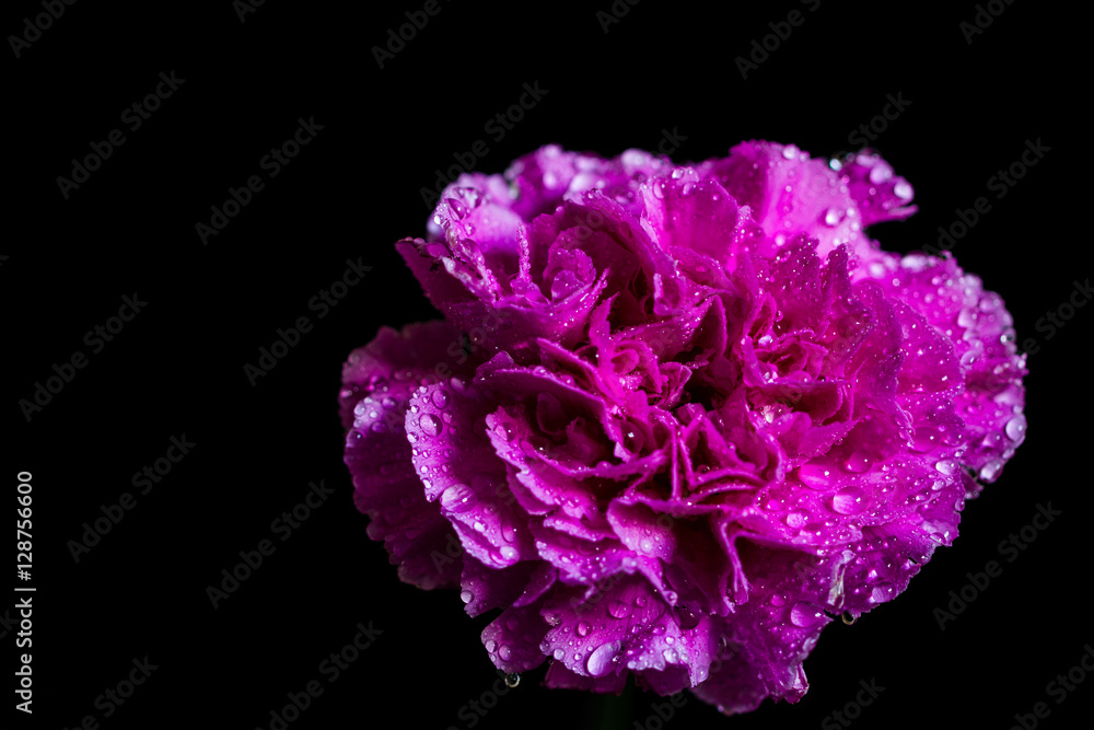 carnation carnation