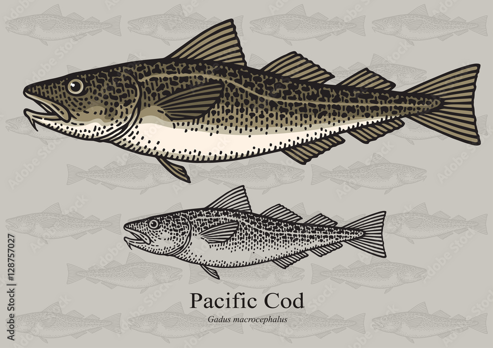 Naklejka premium Pacific Cod. Vector illustration for artwork in small sizes. Suitable for graphic and packaging design, educational examples, web, etc.