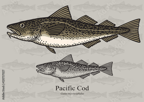 Pacific Cod. Vector illustration for artwork in small sizes. Suitable for graphic and packaging design, educational examples, web, etc. photo
