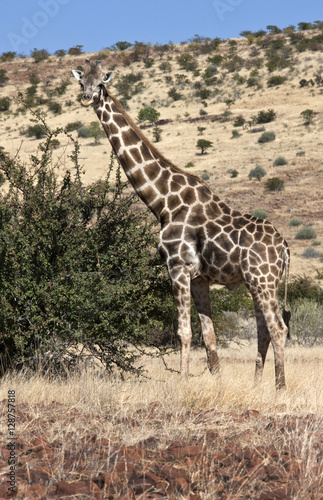 Giraffe - Giraffa camelopardalis - Namibia