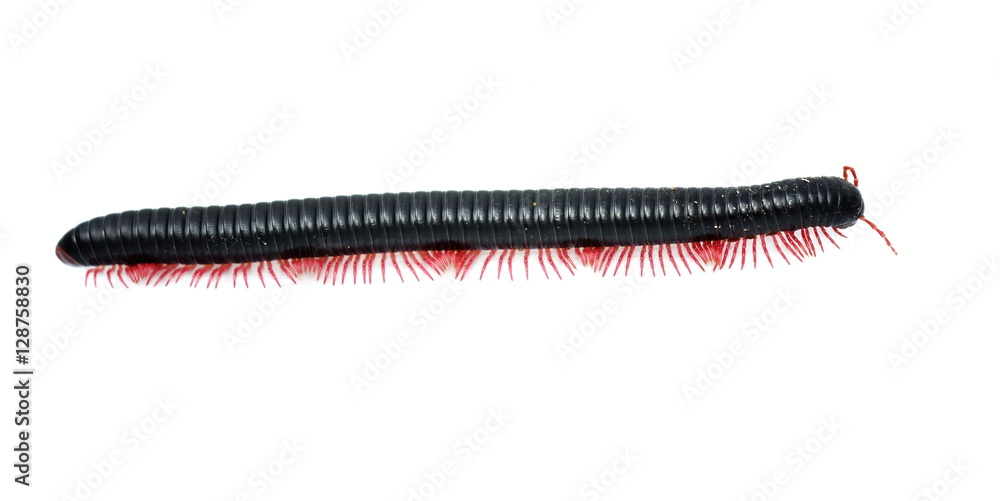 Red legged black millipede from Madagascar isolated on white background  Stock Photo | Adobe Stock
