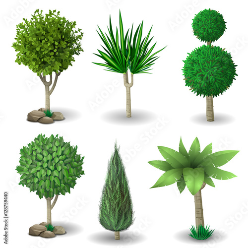Set of ornamental plants and trees for landscaping. Vector graphics. Boxwood, hibiscus and arborvitae tree. photo