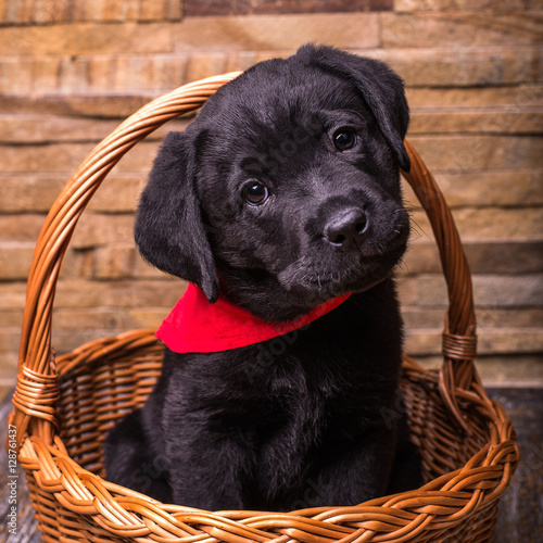 Labrador retriever puppy, dogs, black at the wooden background