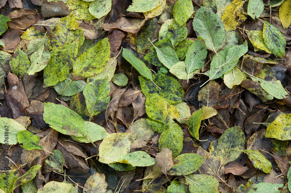 Herbst Canvas - Laub überall Herbst Canvas - Laub überall