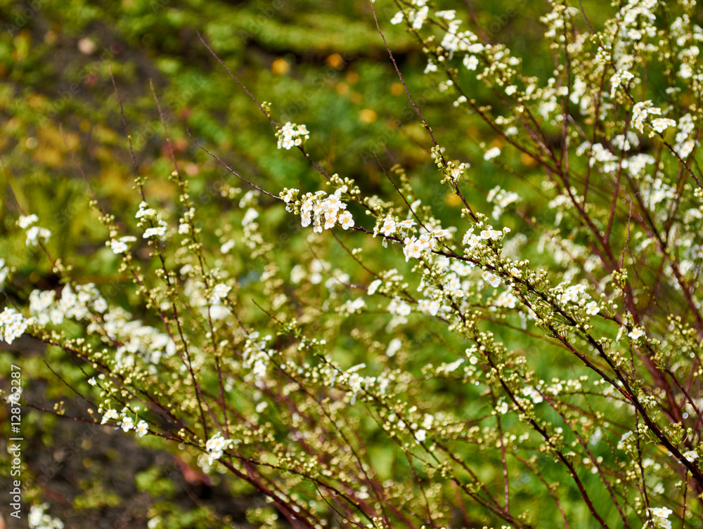 blooming white flowers on the bush blooming white flowers on the bush