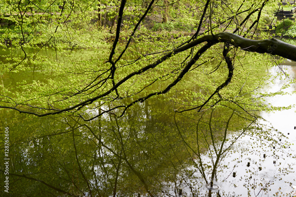 summer green leaves on the big tree above the pond. beautiful reflection summer green leaves on the big tree above the pond. beautiful reflection
