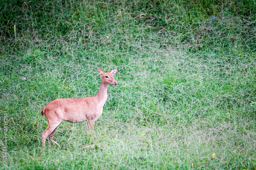 deer in the nature in thailand deer in the nature in thailand