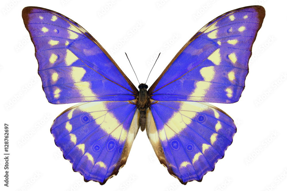 Fototapeta premium Colombian blue butterfly (Morpho cypris, male, upside) isolated on white background