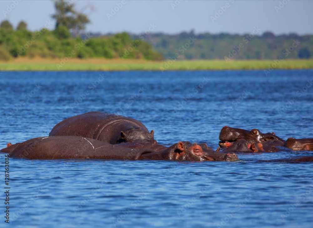 Fototapeta premium Herd of hippos on a hot day