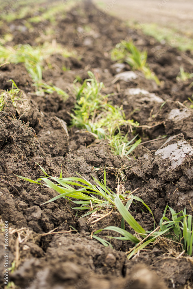 Arable Land Close Up. Freshly Plowed Field and Cultivated Green Meadow. Arable Land Close Up. Freshly Plowed Field and Cultivated Green Meadow.