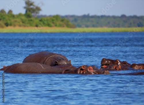 Herd of hippos on a hot day