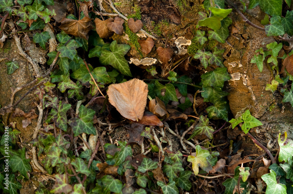 Herbst rund um uns herum. Goldene Zeiten Herbst rund um uns herum. Goldene Zeiten