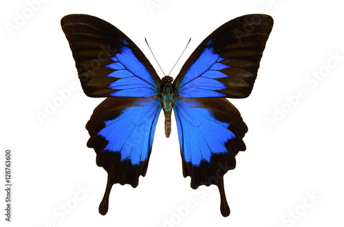 Canvas Print Blue swallowtail butterfly (Papilio ulysses, male) from Indonesia isolated on wh