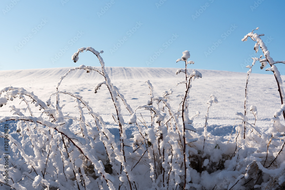Fototapeta premium Winter time.