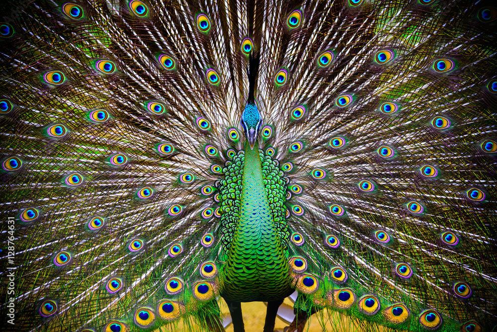 Fototapeta premium Peacock