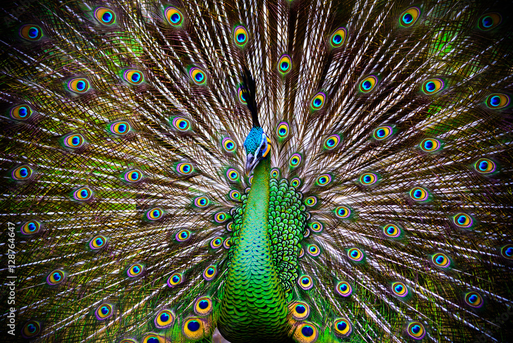 Fototapeta premium Peacock