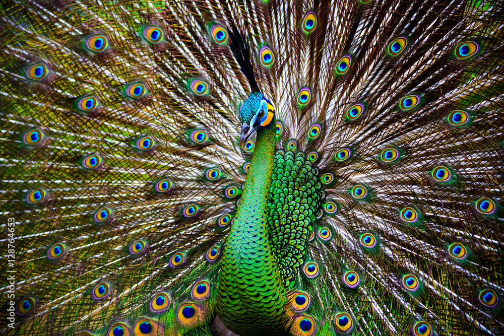 Obraz premium Peacock