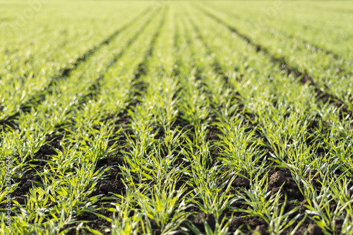 Young Wheat Growing in the Field Neat Rows