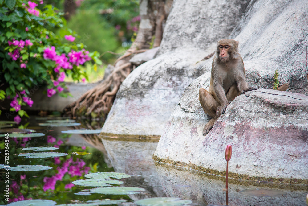 Obraz premium Monkey in the water