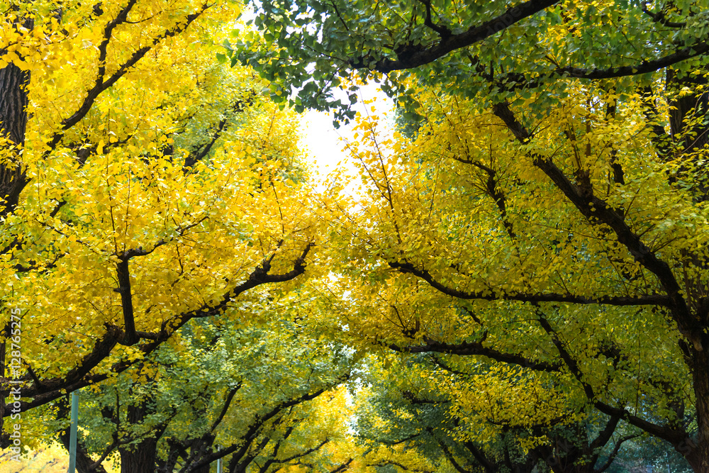 Icho Namiki/Ginkgo Avenue, Meiji Jingu Gaien Park, the autumn co Icho Namiki/Ginkgo Avenue, Meiji Jingu Gaien Park, the autumn co