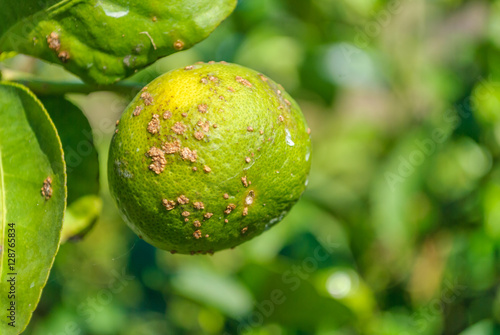 Lemon fruit infected disease