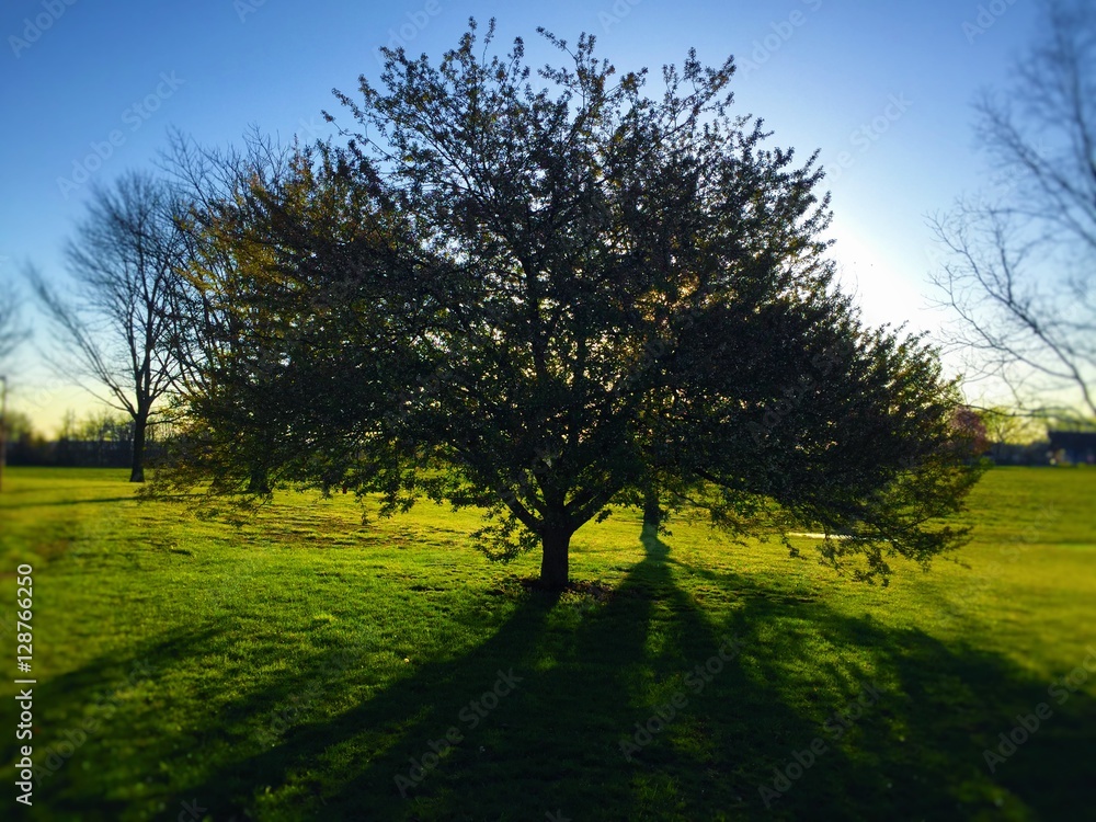 Fototapeta premium Tree in morning