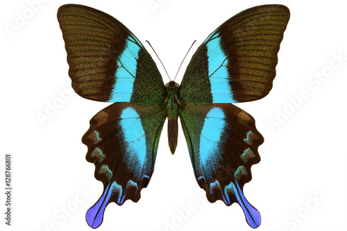 Large Peacock or Green swallowtail (Papilio blumei, male, upside) from Sulawesi isolated on white background