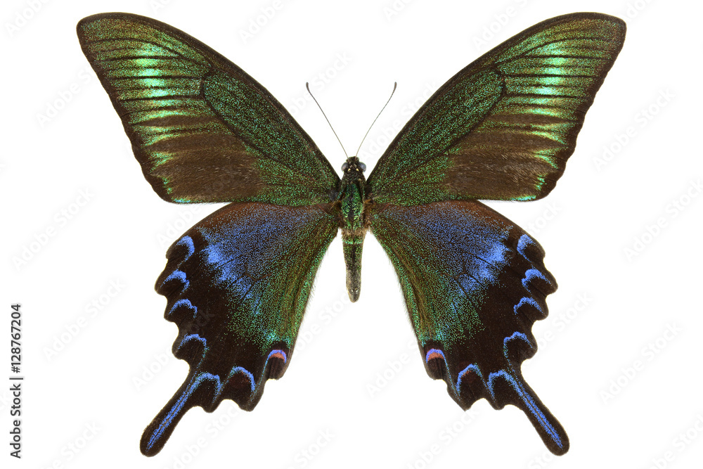Fototapeta premium Alpine Black swallowtail butterfly from China (Papilio maackii, male, summer form) isolated on white background