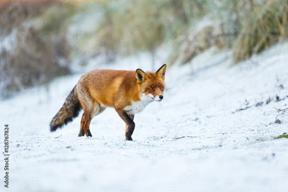 Obraz premium red fox in a winter setting