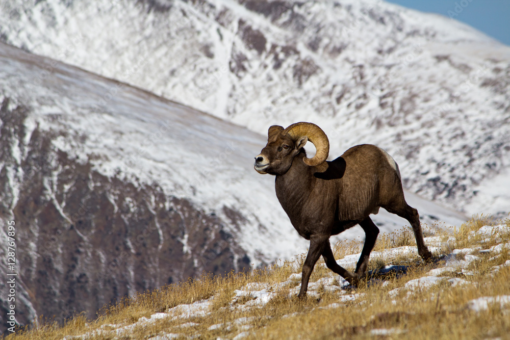 Naklejka premium Rocky Mountain Bighorn Sheep on a snowy mountainside