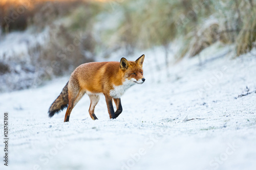 red fox in a winter setting