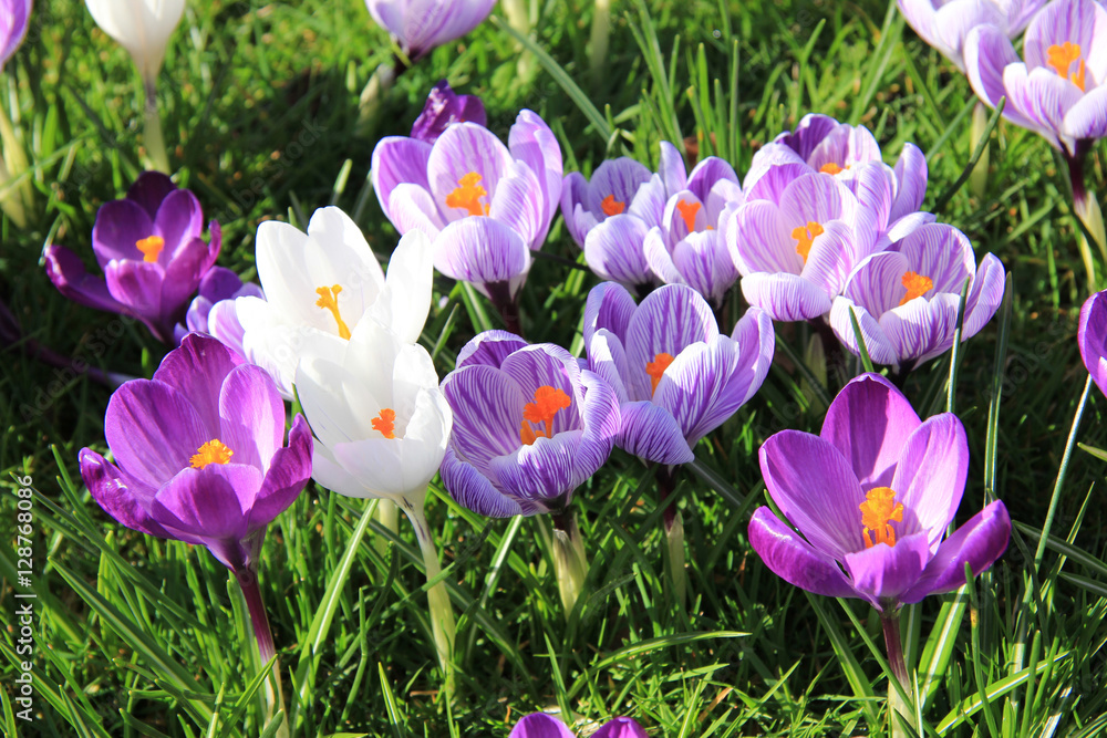 Obraz premium purple crocuses
