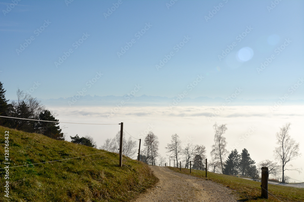 Fototapeta premium Natur einsamer Baum Sonne und Landschaft