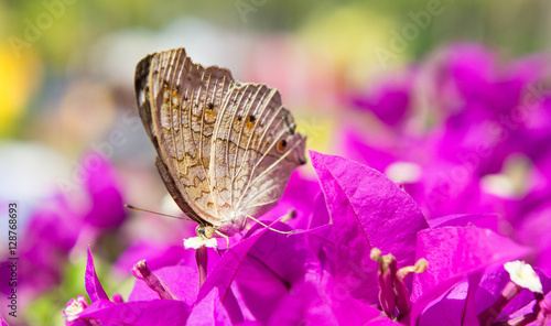 The butterfly and flowers , Butterfly garden bougainvillea flowe