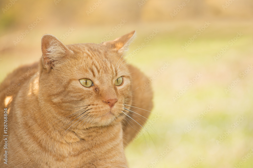Portrait of a ginger tabby cat against spring green background