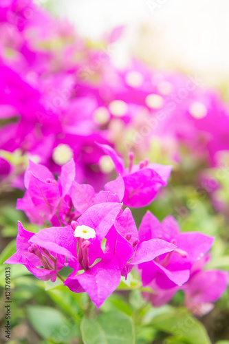Bougainvillea flower  pink flowers bloom in the sunshine.