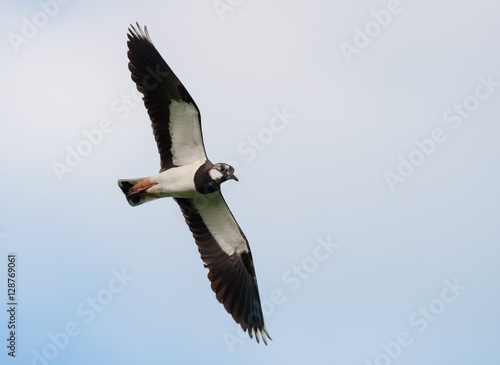 Northern lapwing in the flight 2 © NickVorobey.com